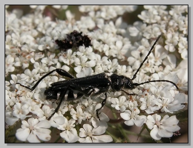 Zygaena lavandulae e Stenopterus